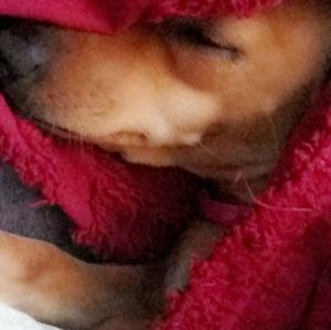 Meet your Posher, Mel